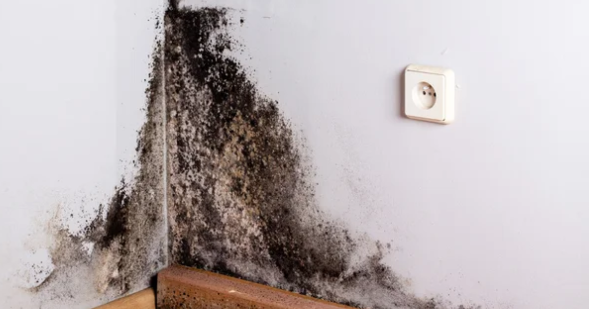 Mold and Water damage affect paint