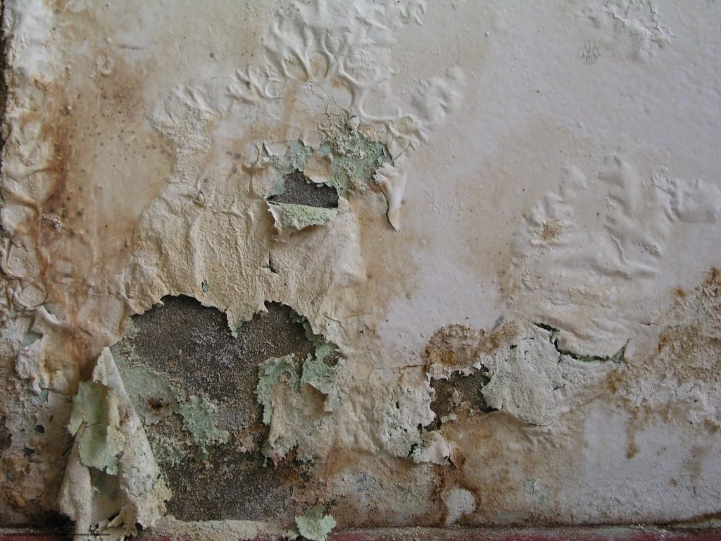 How Mold and Water Damage Affect Paint
